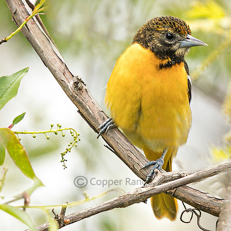 Young Baltimore Oriole