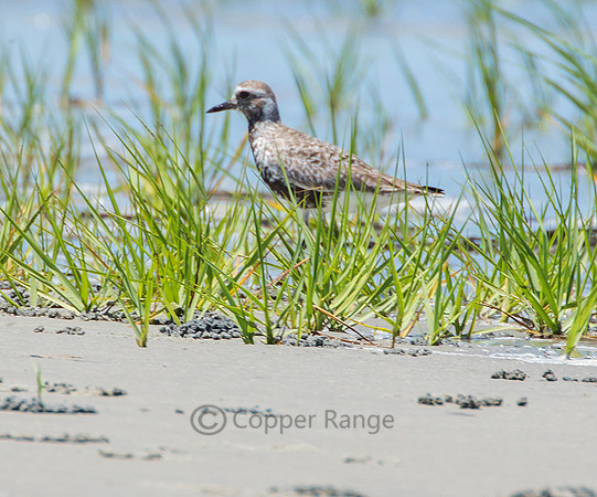 Young Black-bellied Plover