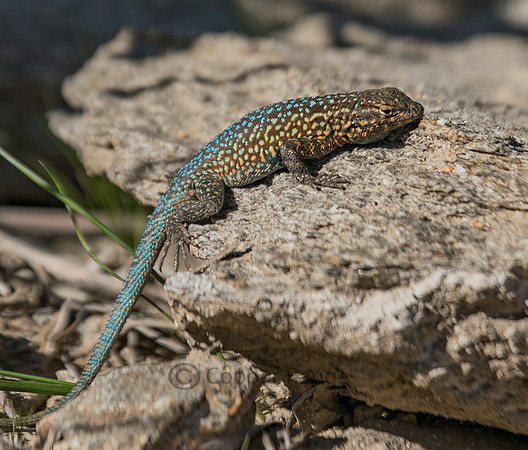 Western-side Blotched Lizard