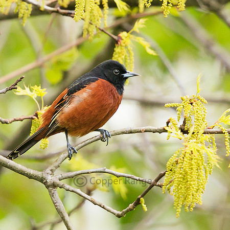 Adult Male Orchard Oriole