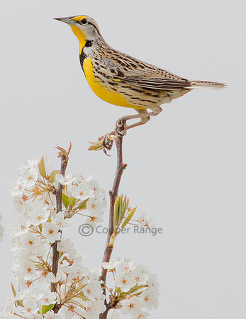 Spring in the Meadow - Eastern Meadowlark