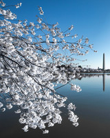 Cherry Blossom Perfection