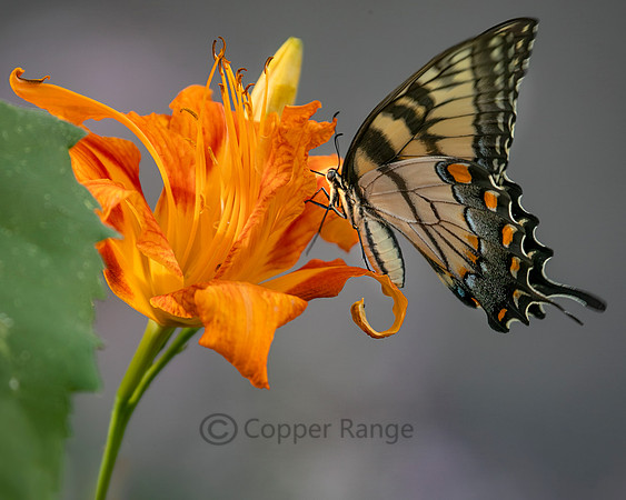 Eastern Tiger Swallowtail