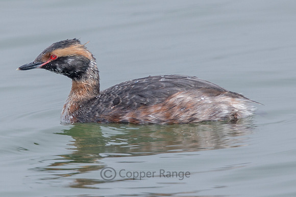 Horned Grebe (Adult, Molting)