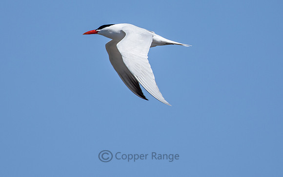 Caspian Tern