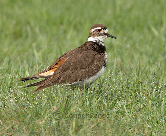 Killdeer