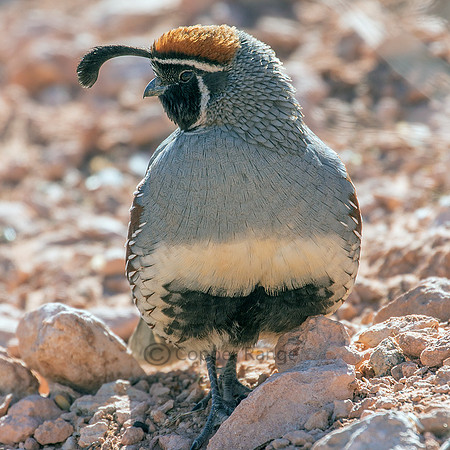 Gambel's Quail