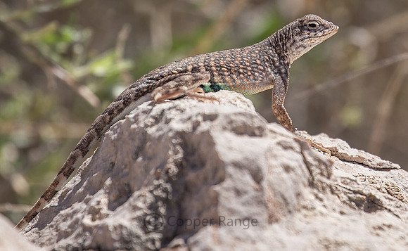 Greater Earless Lizard