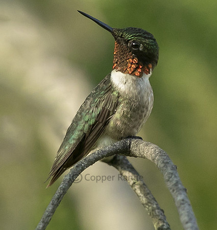 Ruby-throated Hummingbird