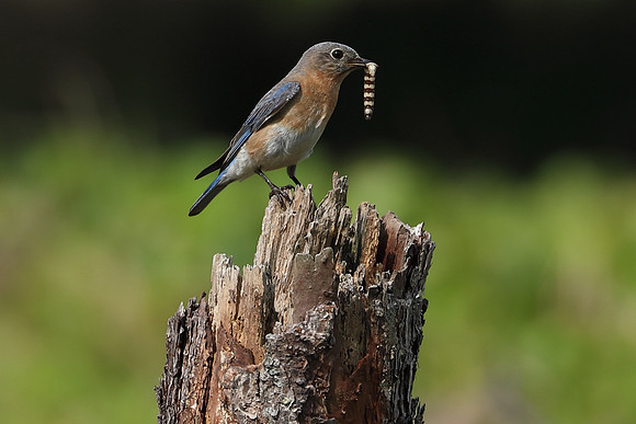 Natural Born Bug Killer - Eastern Blue Bird