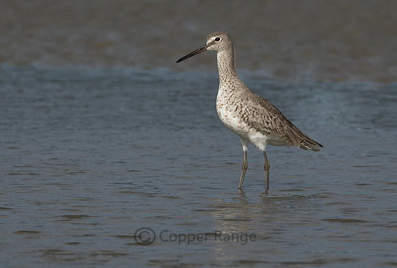 Willet