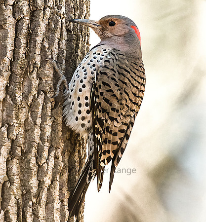 Yellow Shafted Northern Flicker