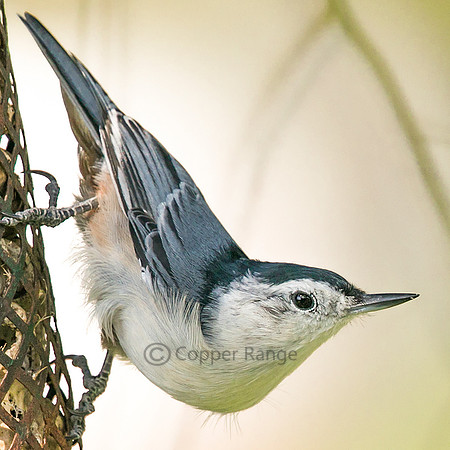 White-breasted Nuthatch