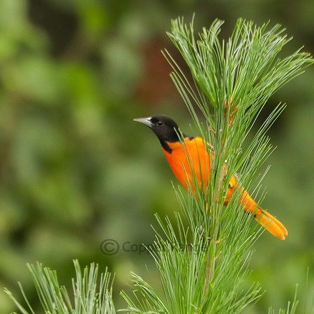 Baltimore Oriole - Male