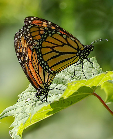 Monarchs Mating