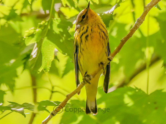 Young Cape May Warbler