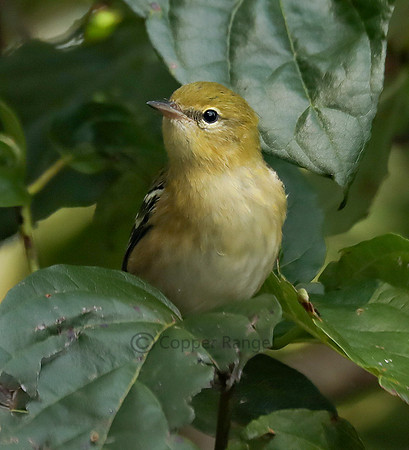 Bay Breasted Warbler