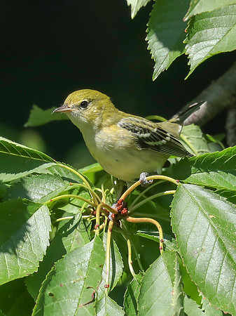 Bay-breasted Warbler