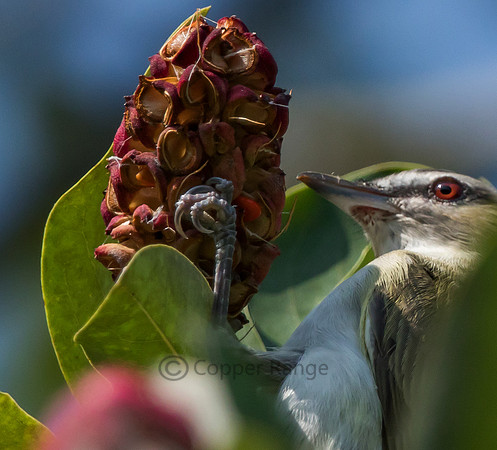 Red-eyed Vireo