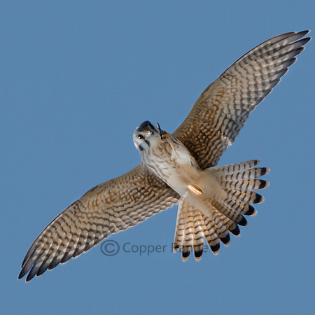 American Kestrel - Female