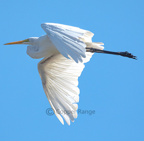 Great White Egret