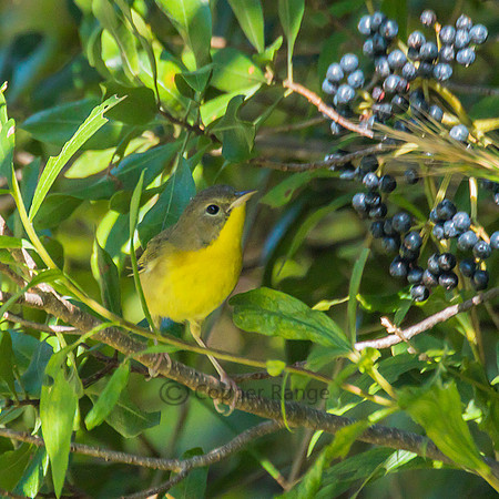 Common Yellowthroat - female