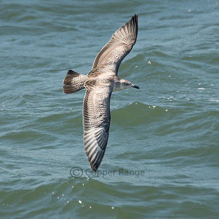 Young Lesser Black-backed Gull