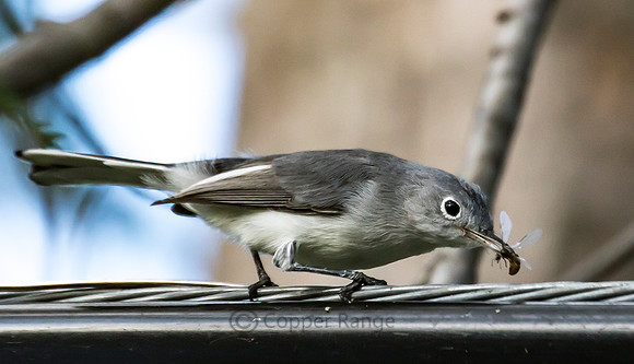 Blue-gray Gnatcatcher