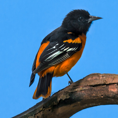 Baltimore Oriole - Male