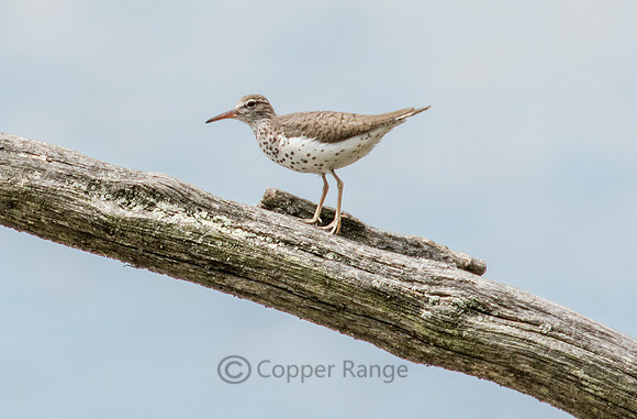 Spotted Sandpiper - Breeding