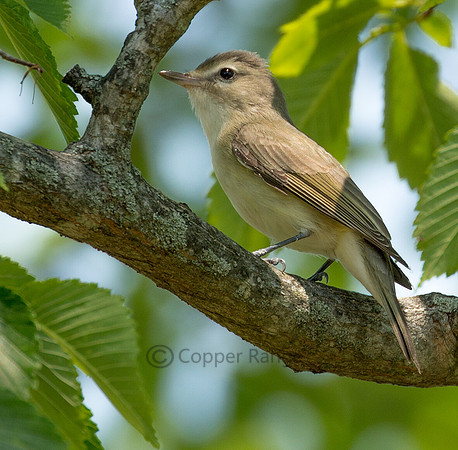 Eastern Warbling Vireo