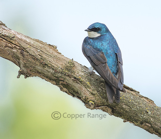 Tree Swallow