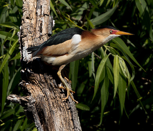 Least Bittern - Male