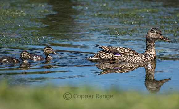 Mallard Hen and Ducklings