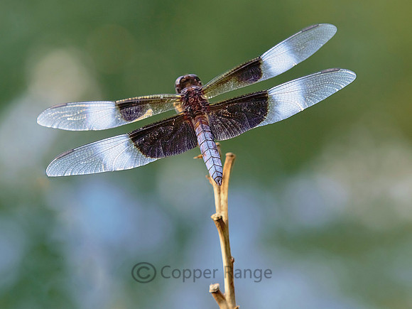 Widow Skimmer Dragonfly
