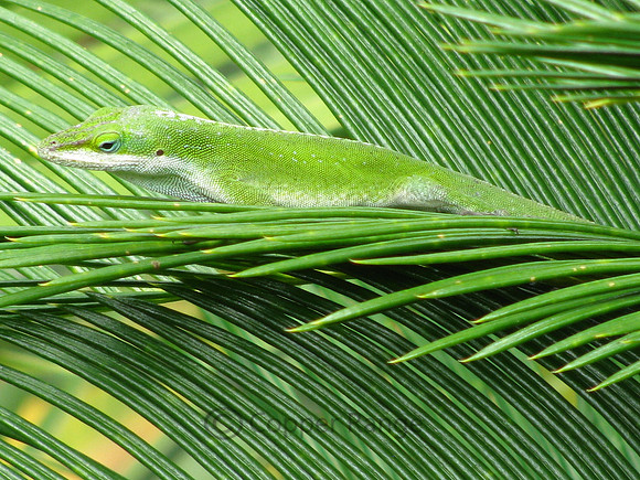 Green Anole Lizard
