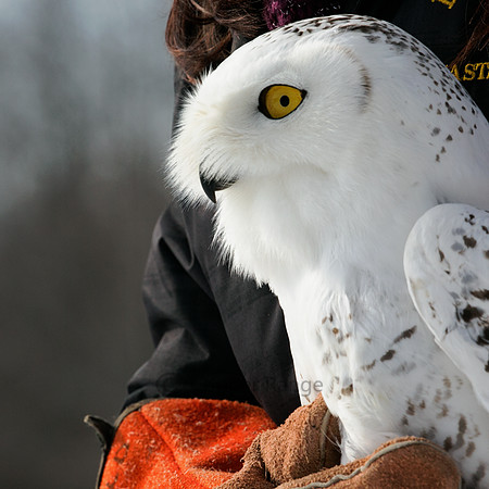 Snowy Owl Release Back to the Wild