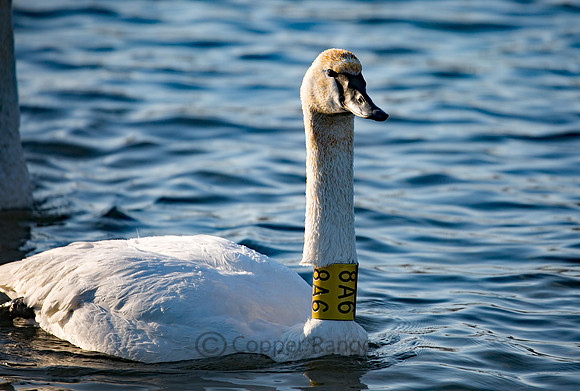 Banded Trumpeter Swan