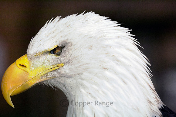 Blind Bald Eagle Profile