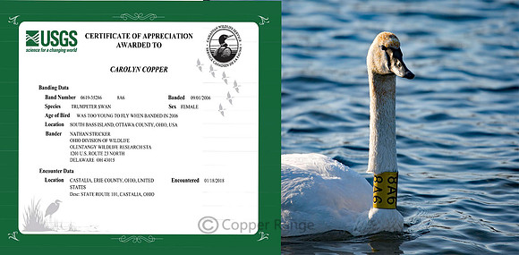 North American Banded Bird Program