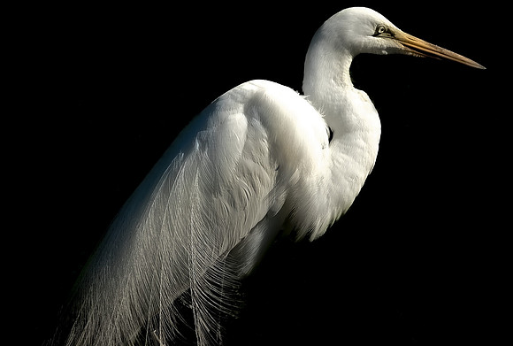 Wildlife Loved