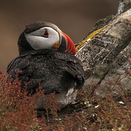 Atantic Puffin Conservation
