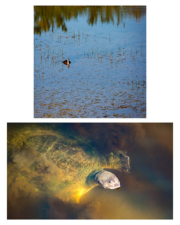 Near and Far - Florida Soft Shell Turtle