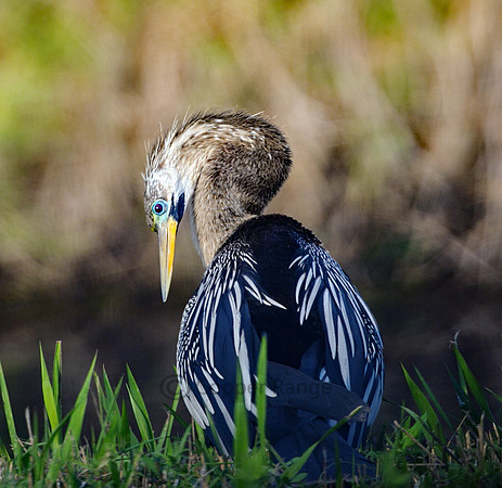Adult Anhinga