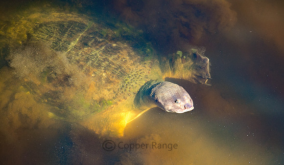 Epic Florida Soft Shell Turtle