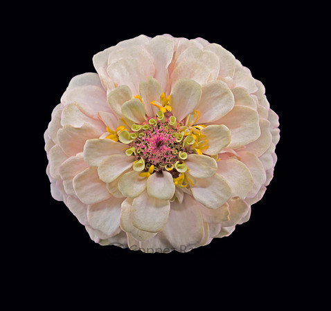 Blush