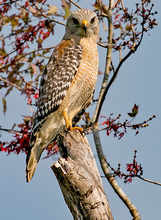 Florida Red Shouldered Hawk
