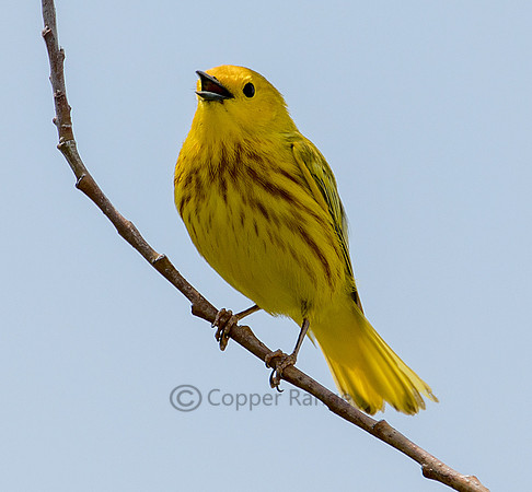 Yellow Warbler - Male