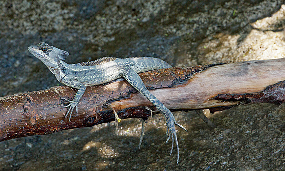 Basilisk Lizard (Jesus Christ Lizard) Costa Rica