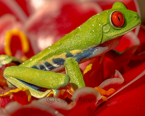 Red-Eyed Tree Frog, Costa Rica